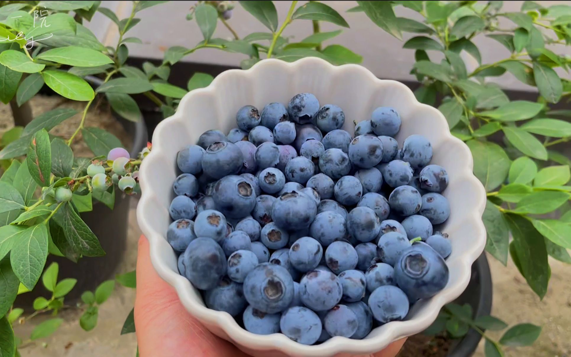 【小花一院】收获蓝莓 采摘的乐趣 天后 奥尼尔 薄雾_哔哩哔哩_bili
