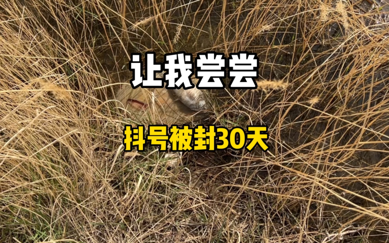 抖音莫名被封30天,客服问了就是很遗憾,不清楚…哔哩哔哩bilibili