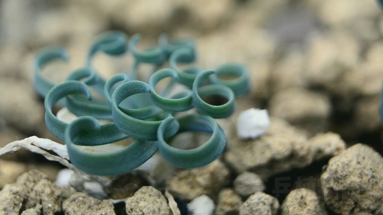 gethyllis linearis 蚊香弹簧草_哔哩哔哩_bilibili