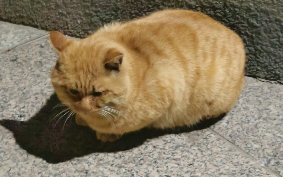 真的真的对这种胖咪没有抵抗力