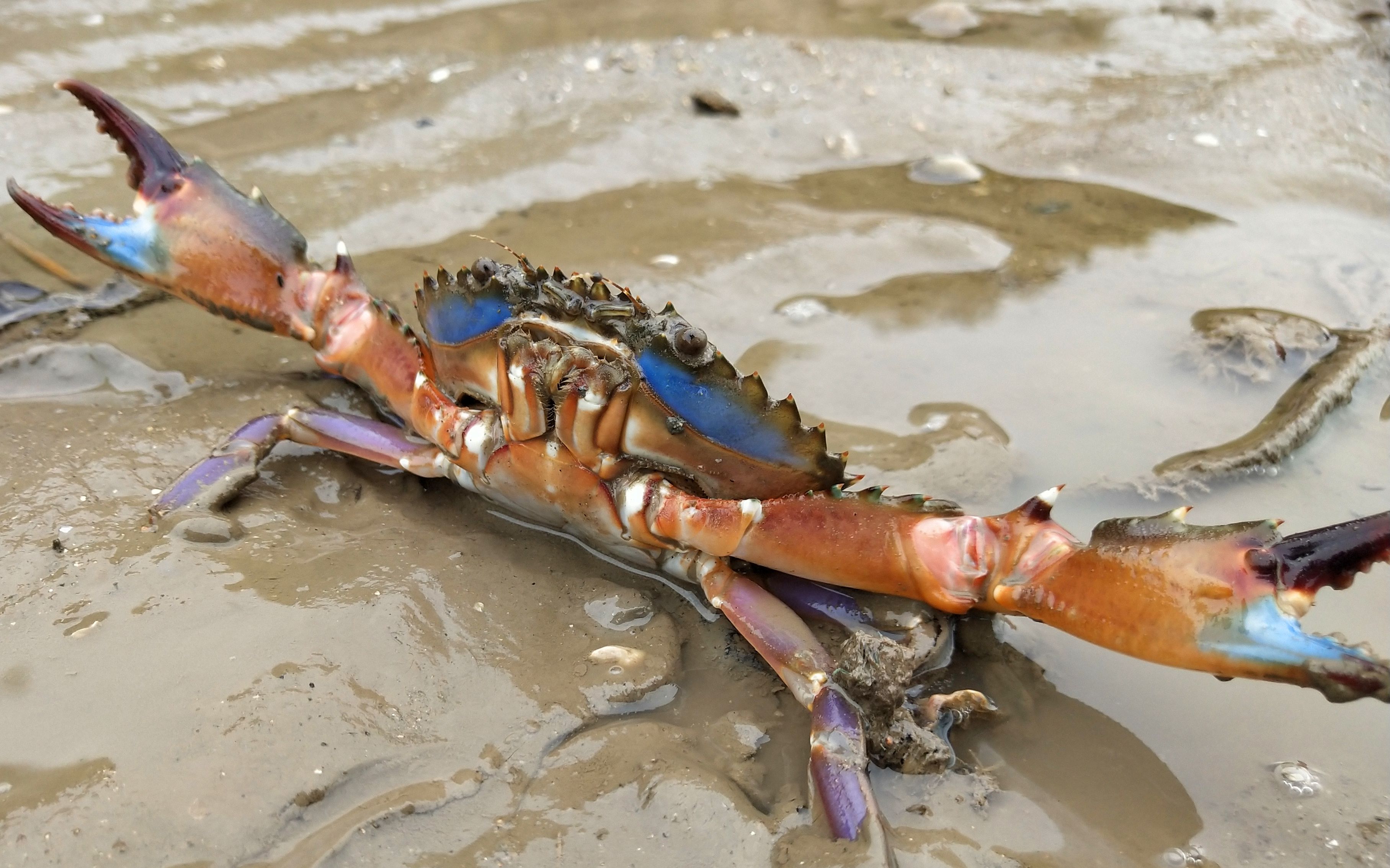 小饿赶海和巴掌大赤甲红打架,在挖个大蛏王看它怎么挖沙逃跑_哔哩哔哩