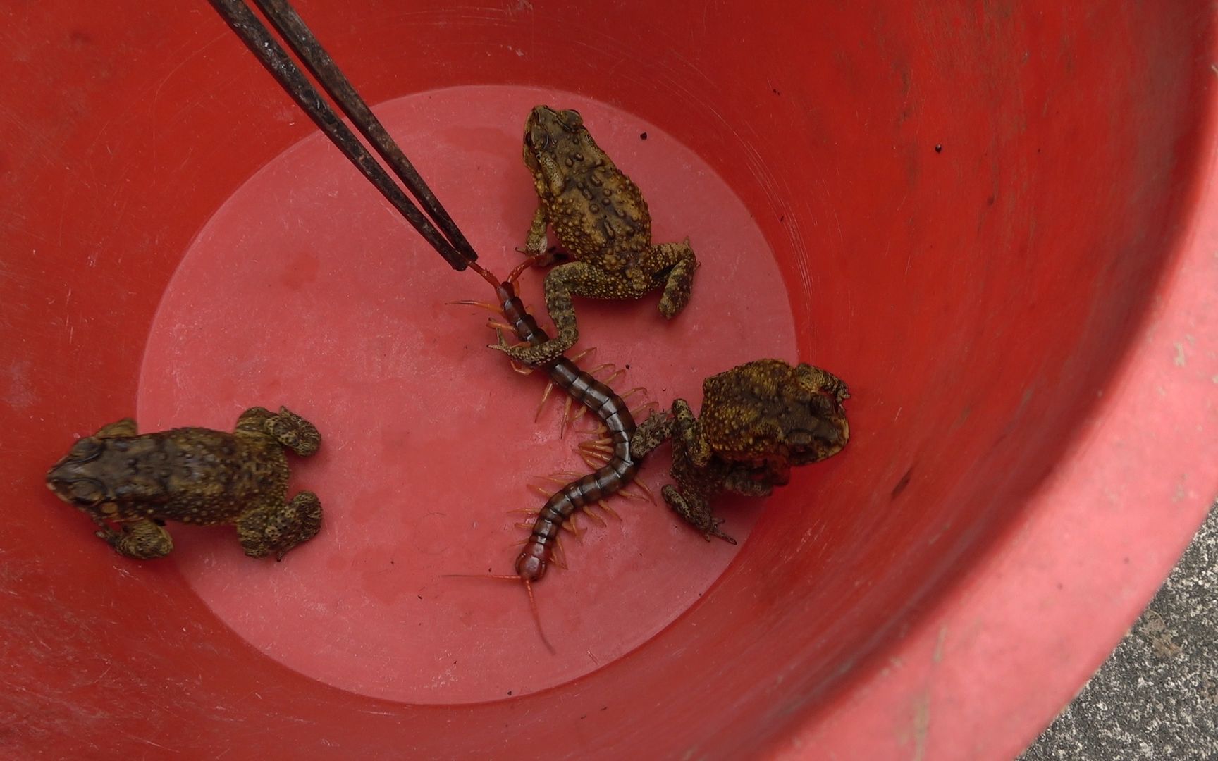 将40条腿的蜈蚣放进癞蛤蟆中,场面非常震撼,结局大家想到了吗?