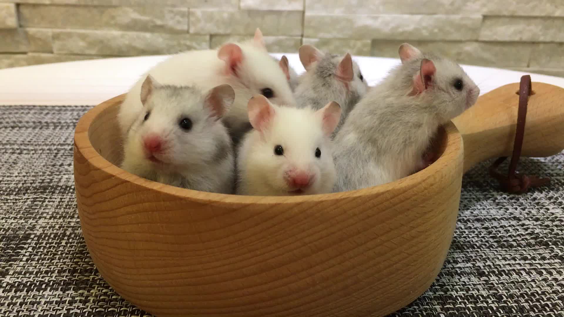 【仓小屋】家里第一窝崽子的集体美照