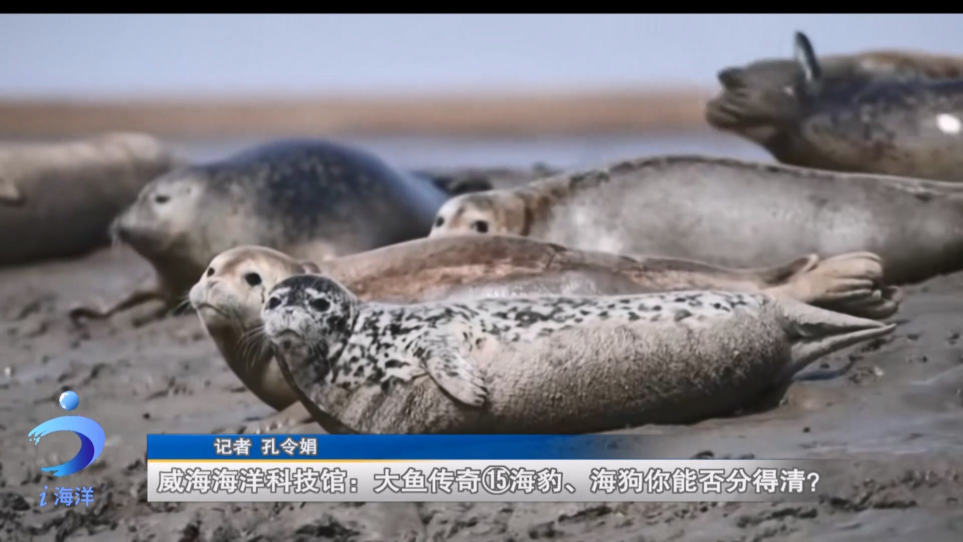 威海海洋科技馆:大鱼传奇⑮海豹、海狗你能否分得清哔哩哔哩bilibili