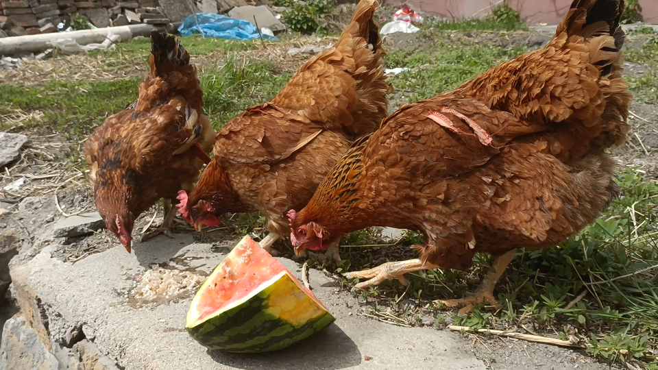 活动作品雅尔龙