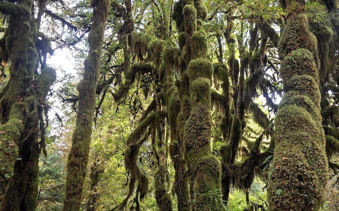 [图]华盛顿州奥林匹克国家公园的温带雨林，神秘深沉【Amazing Places on Our Planet】