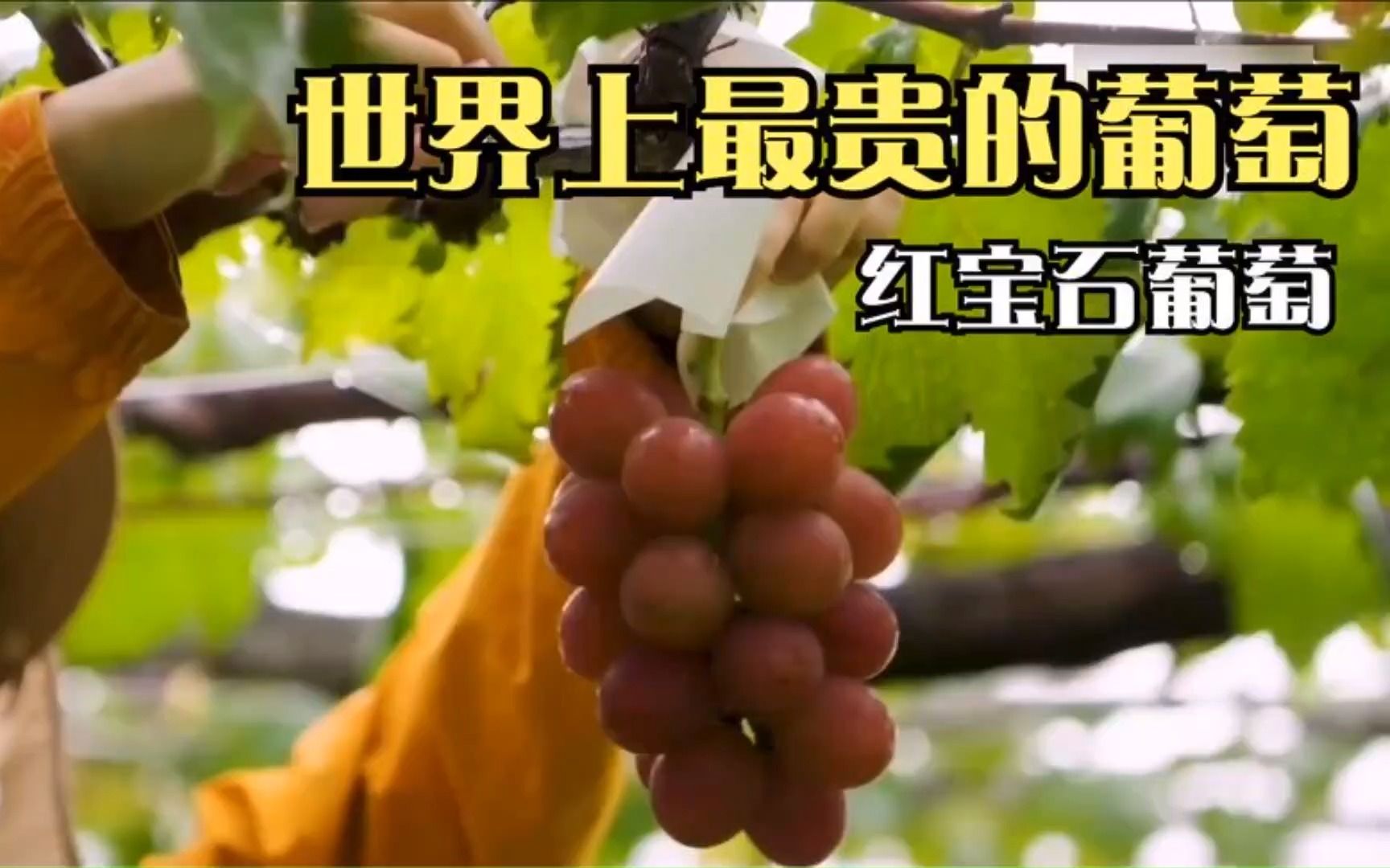 为什么红宝石罗马葡萄为何如此昂贵?美食纪录片