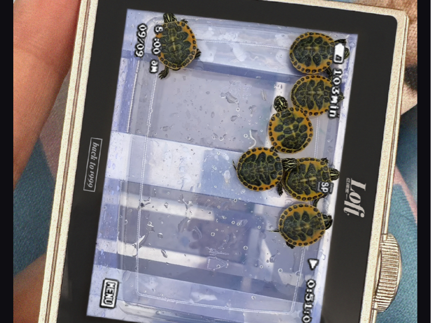 美系超级金边火焰龟,感兴趣的欢迎来聊