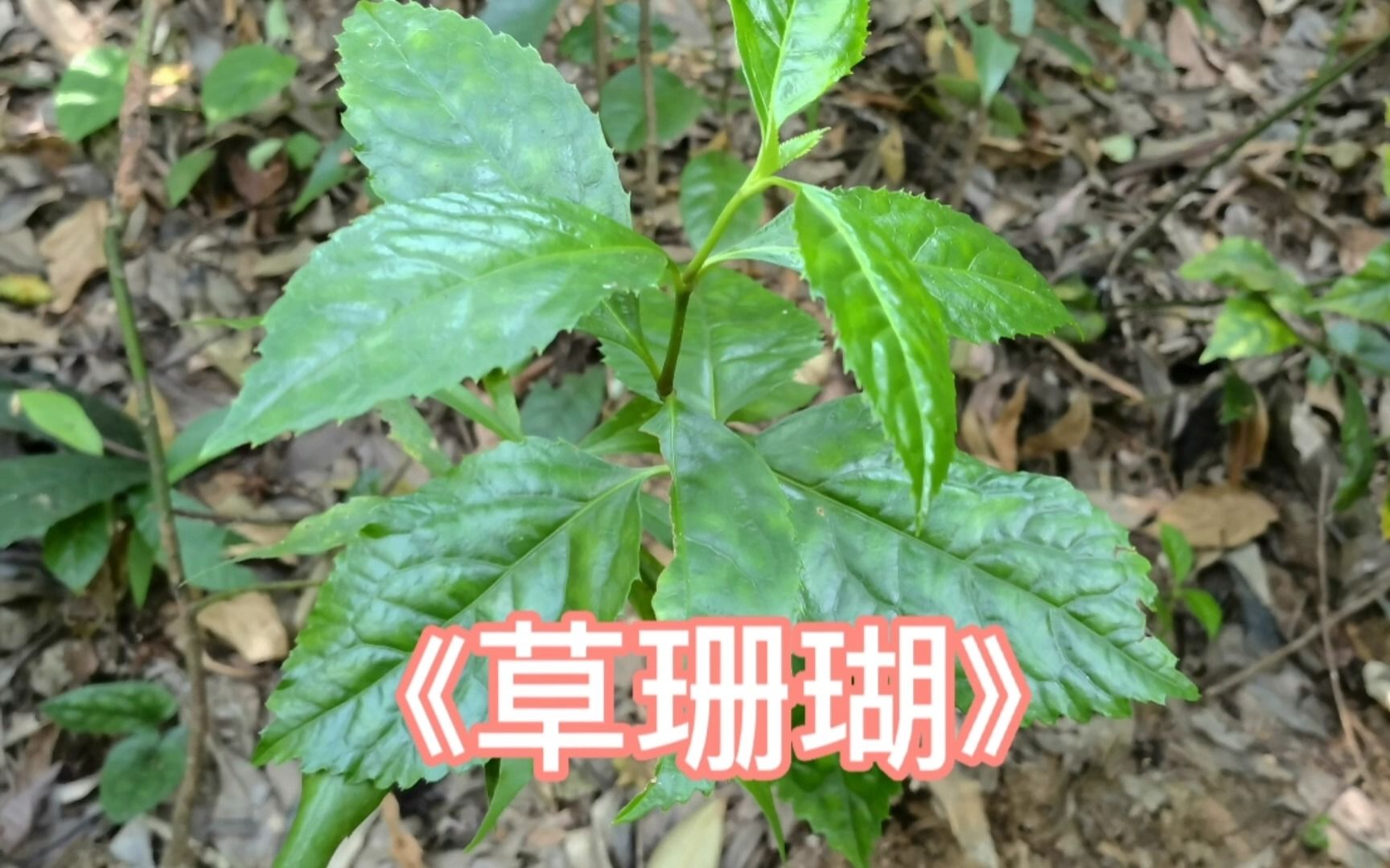 [图]平时我们喉咙痛常常要用到的植物草珊瑚，看看有多少朋友认识它