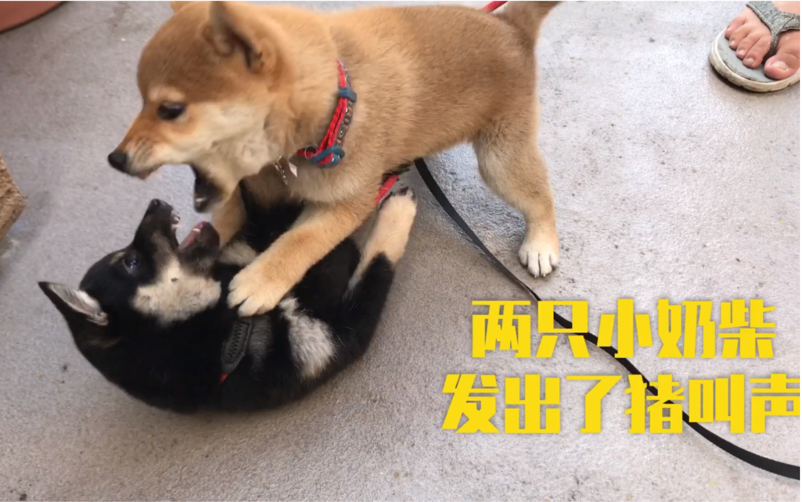 两只柴犬小奶狗打架却发出了猪叫声哔哩哔哩bilibili