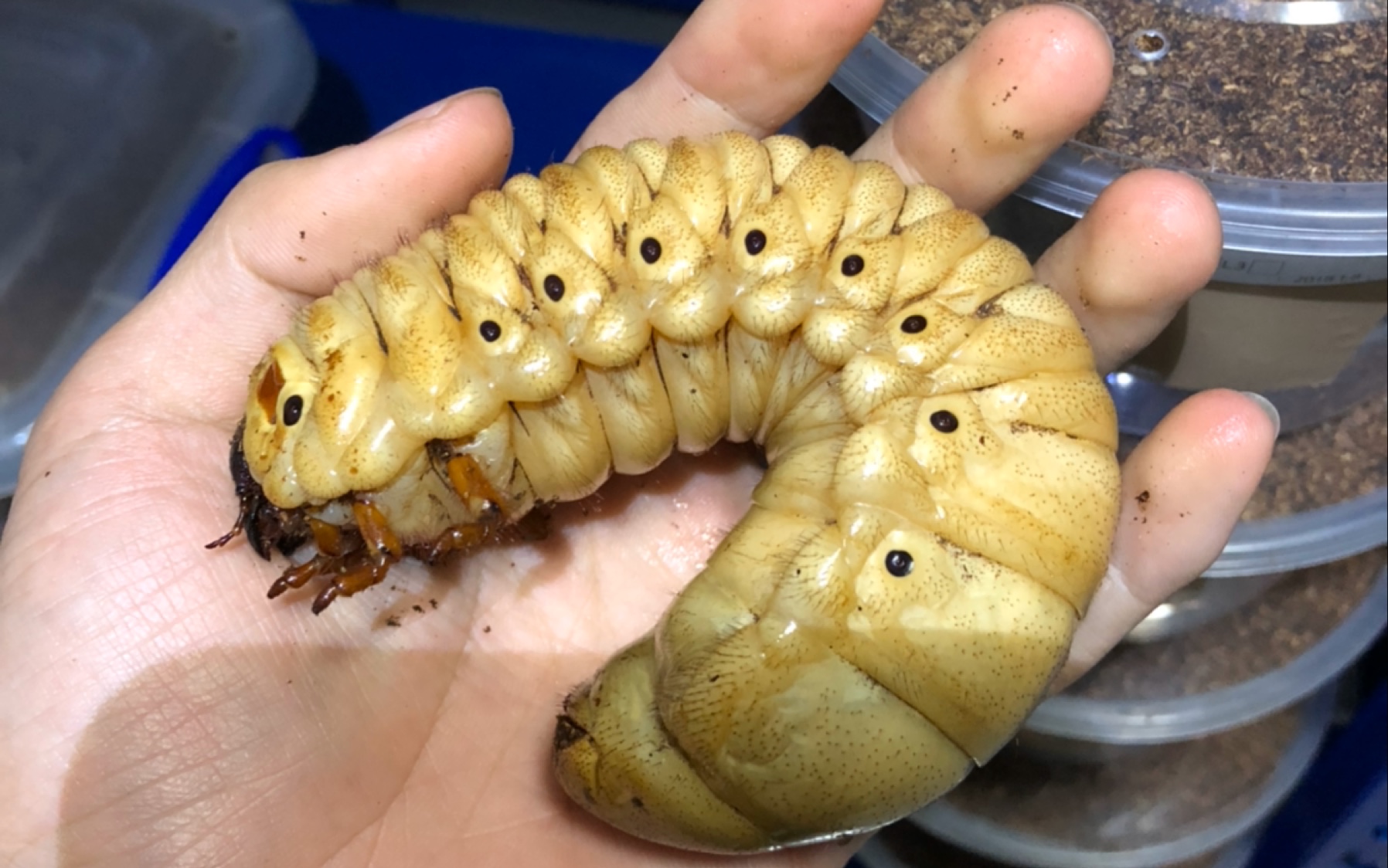 独角仙甲虫幼虫食物发酵木屑调制方法