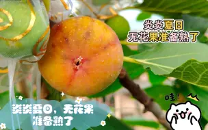 Download Video: 炎炎夏日，无花果准备熟了