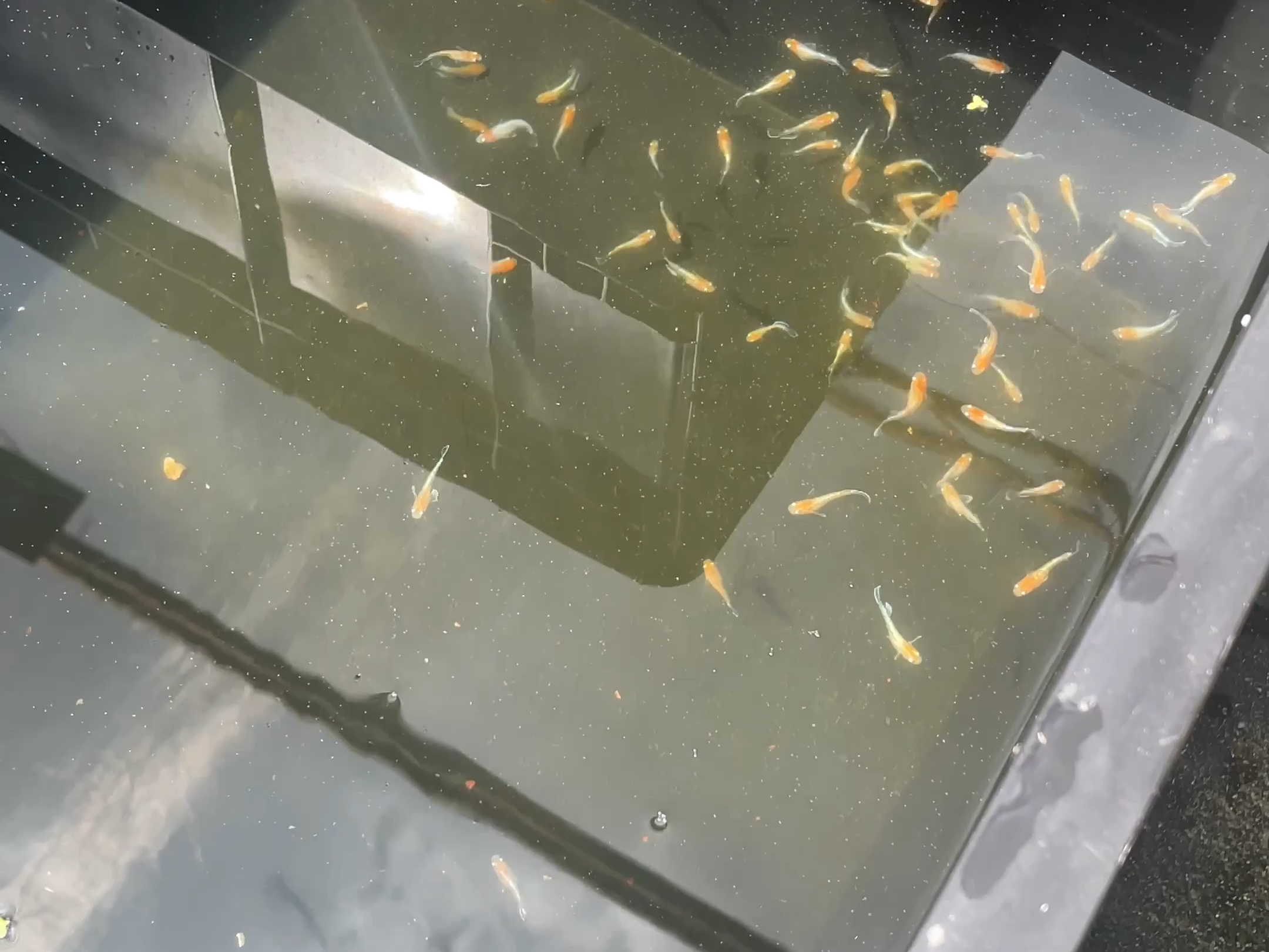 观背青鳉 赤壁红白批发 如视频一样,没有淘汰的,基本满光