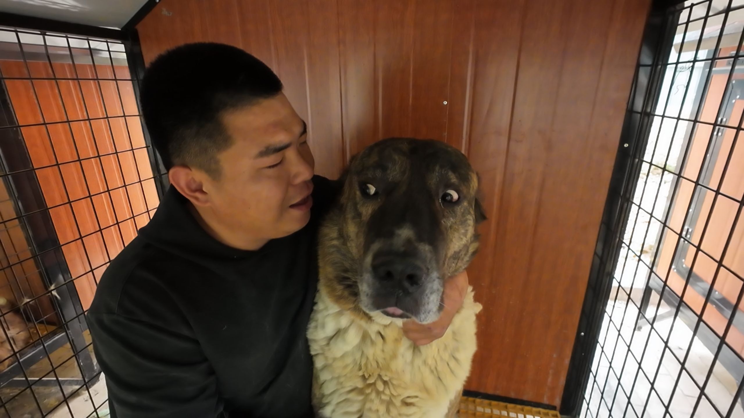 豫西狗场两大猛犬,论战斗力谁与争锋,任何场面从未让我失望过-豫西小丁-豫西小丁-哔哩哔哩视频