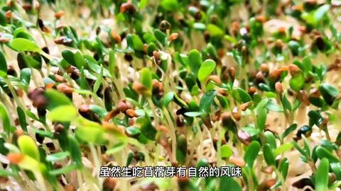 素食吃斋苜蓿芽 哔哩哔哩