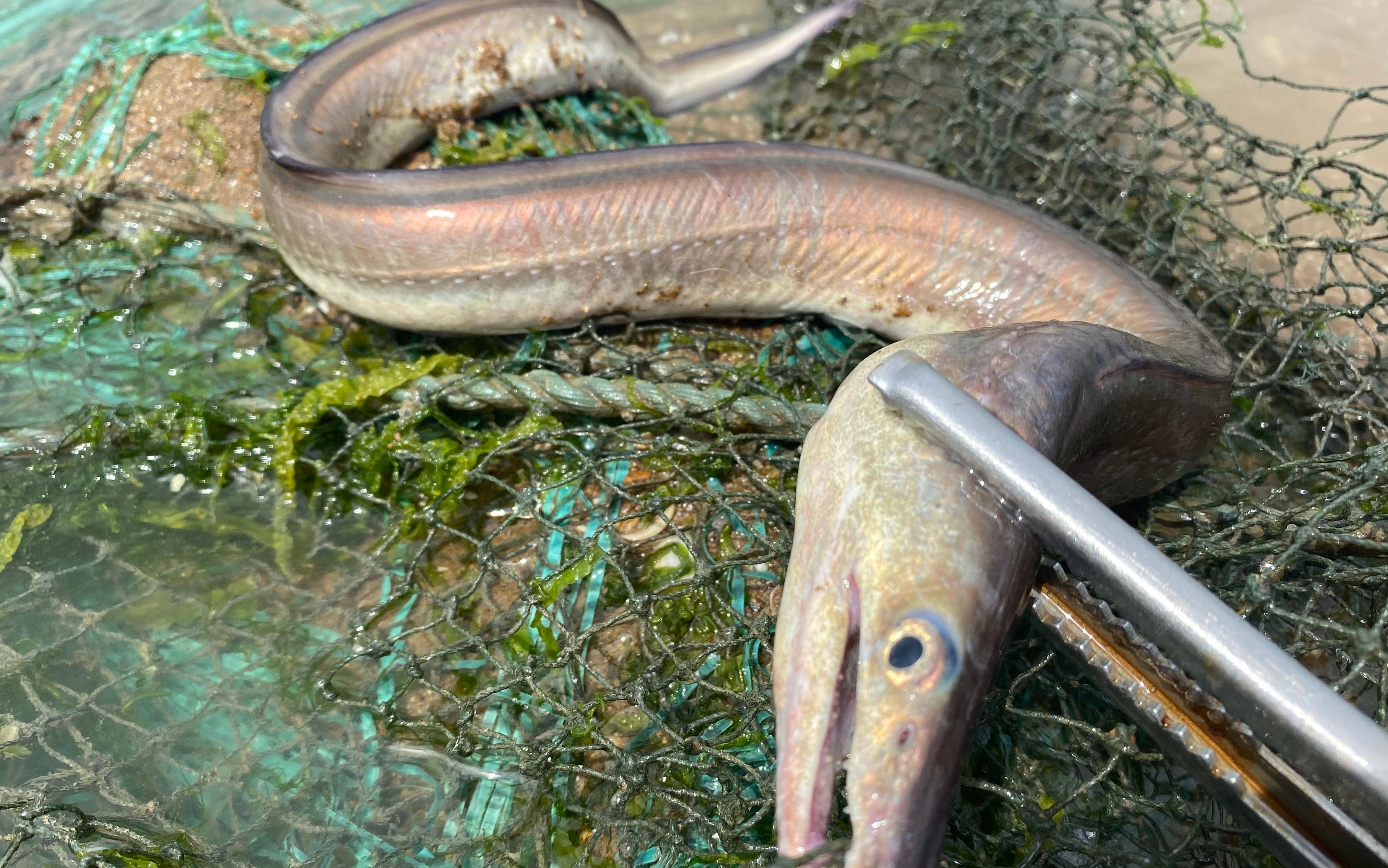 大海退潮后,大庆赶海发现凶猛的鳗鱼追了好几分钟,幸好带着夹子