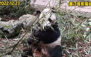 Download Video: 【大熊猫双好】浜家熊的典型脑瓜，憨憨的好仔