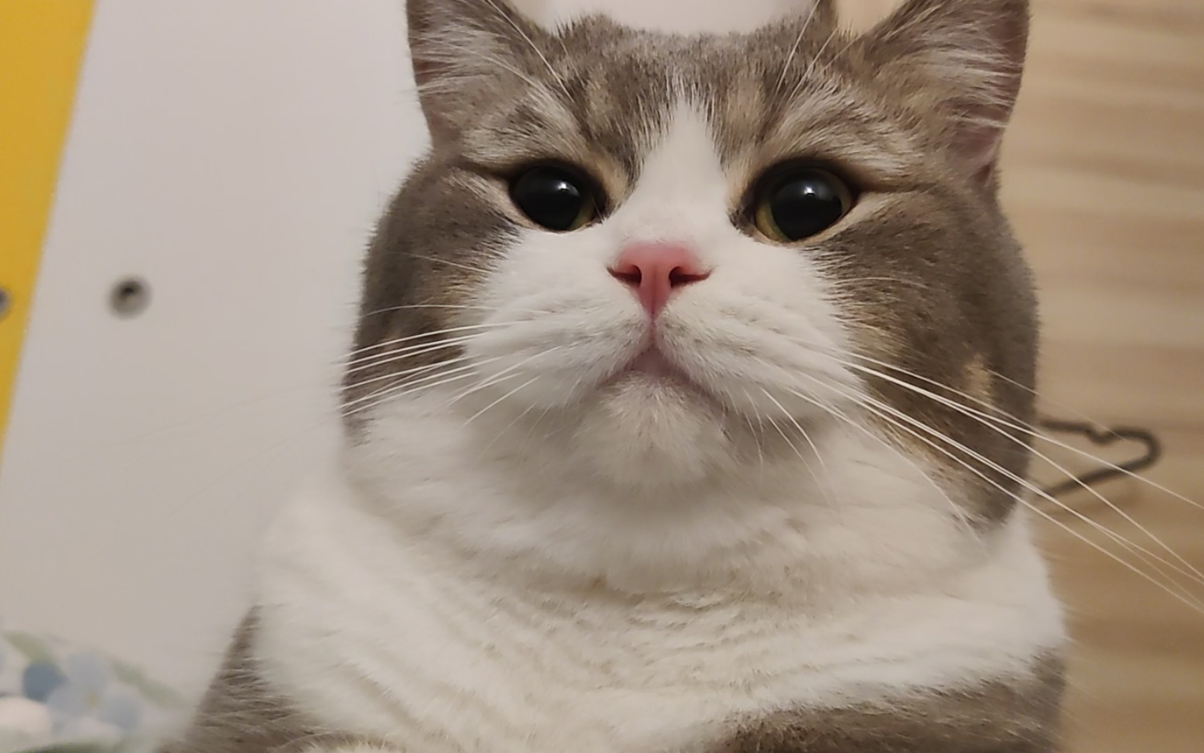 猫: 知道了知道了 我很可爱