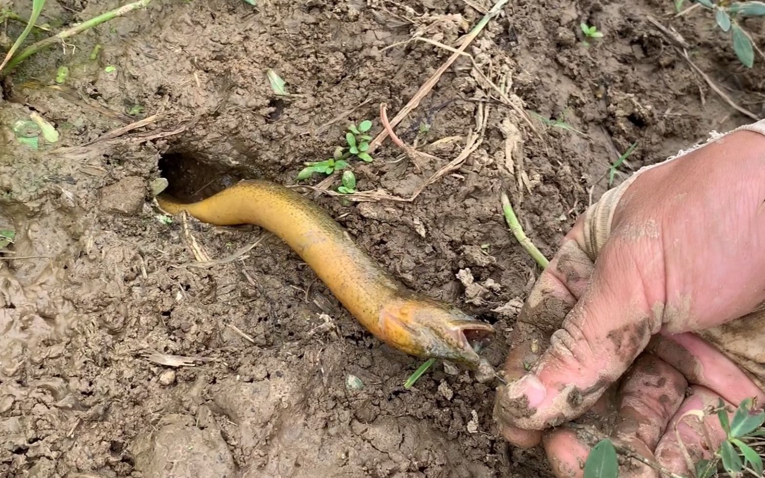 小水沟的黄鳝饿疯了,跟着钩子出洞,老淡钓了一条又一条 太爽了_哔哩