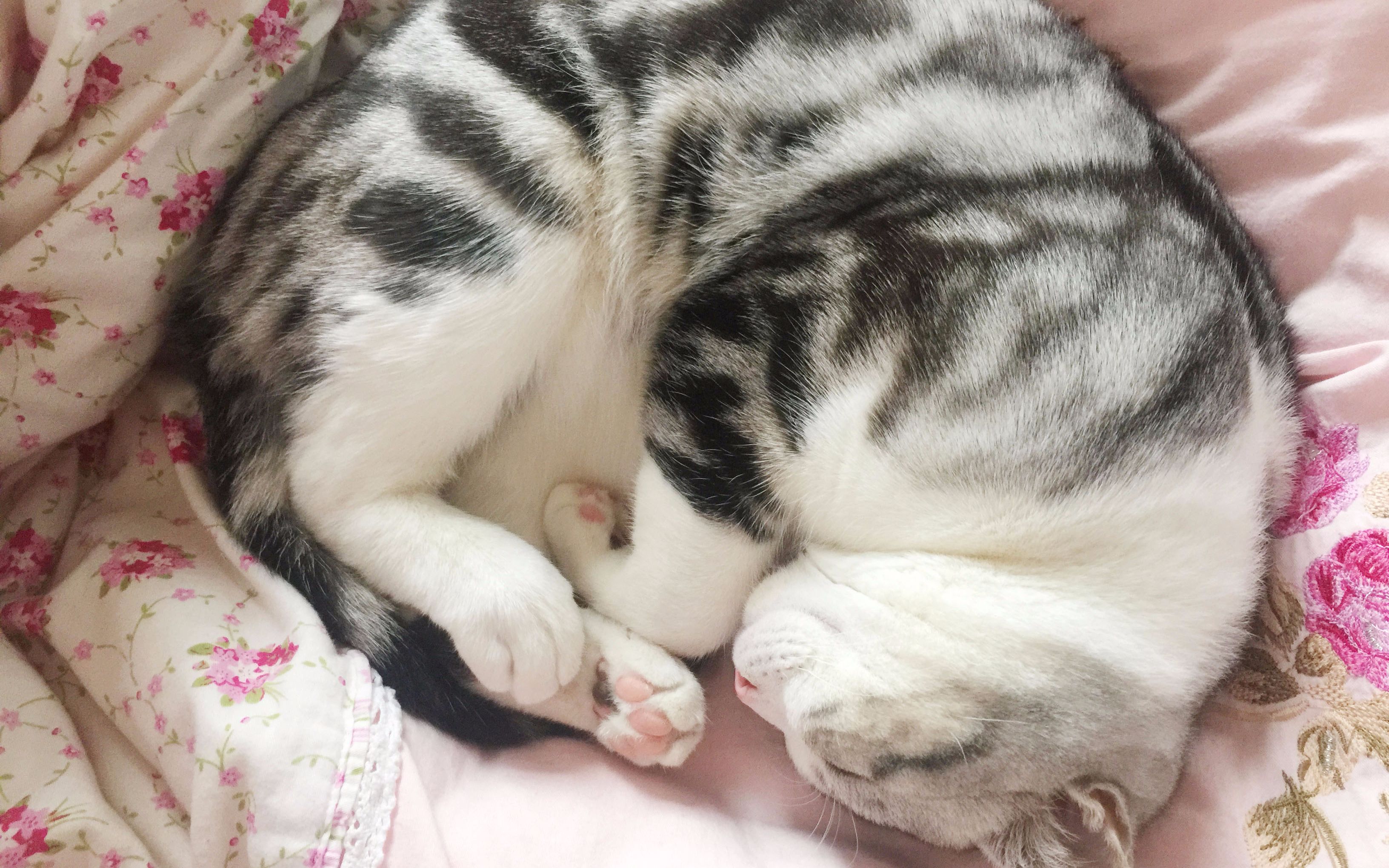 猫咪赖床怎么办?多半是惯得!主子您接着睡!