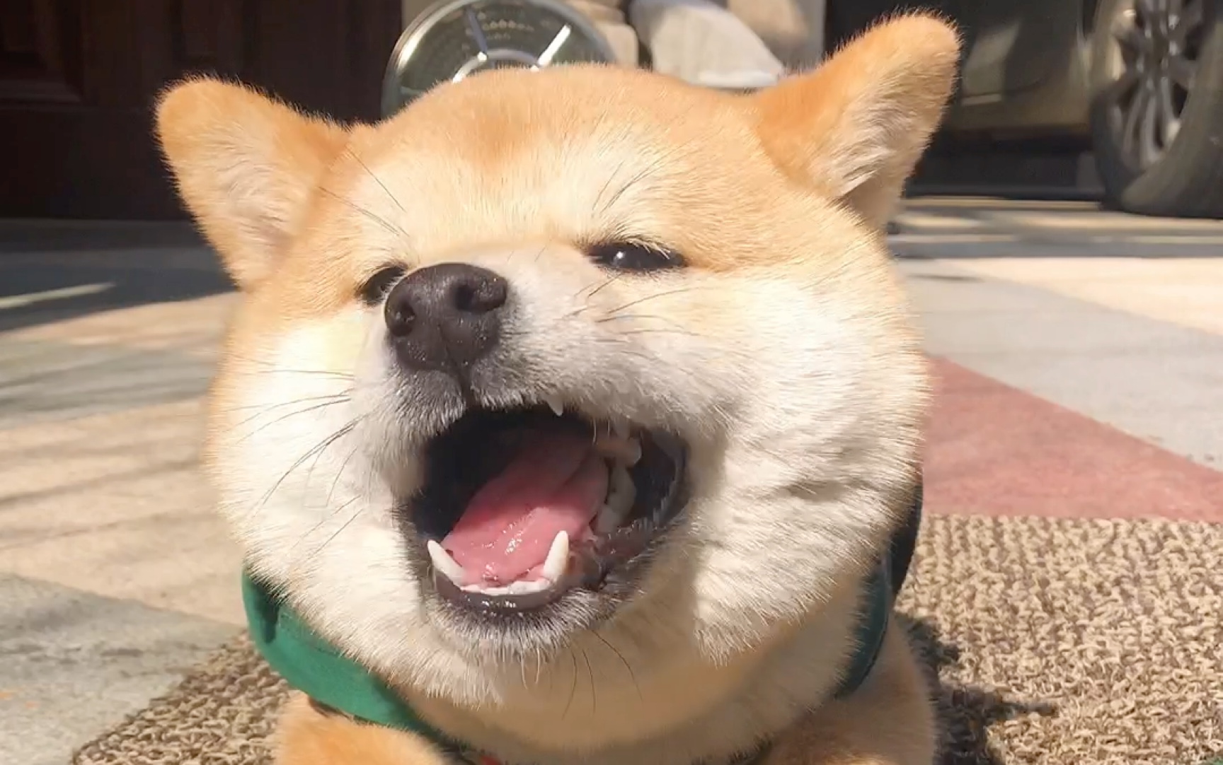 活动作品这么可爱的小狗勾吃东西怎么还吧唧嘴呢