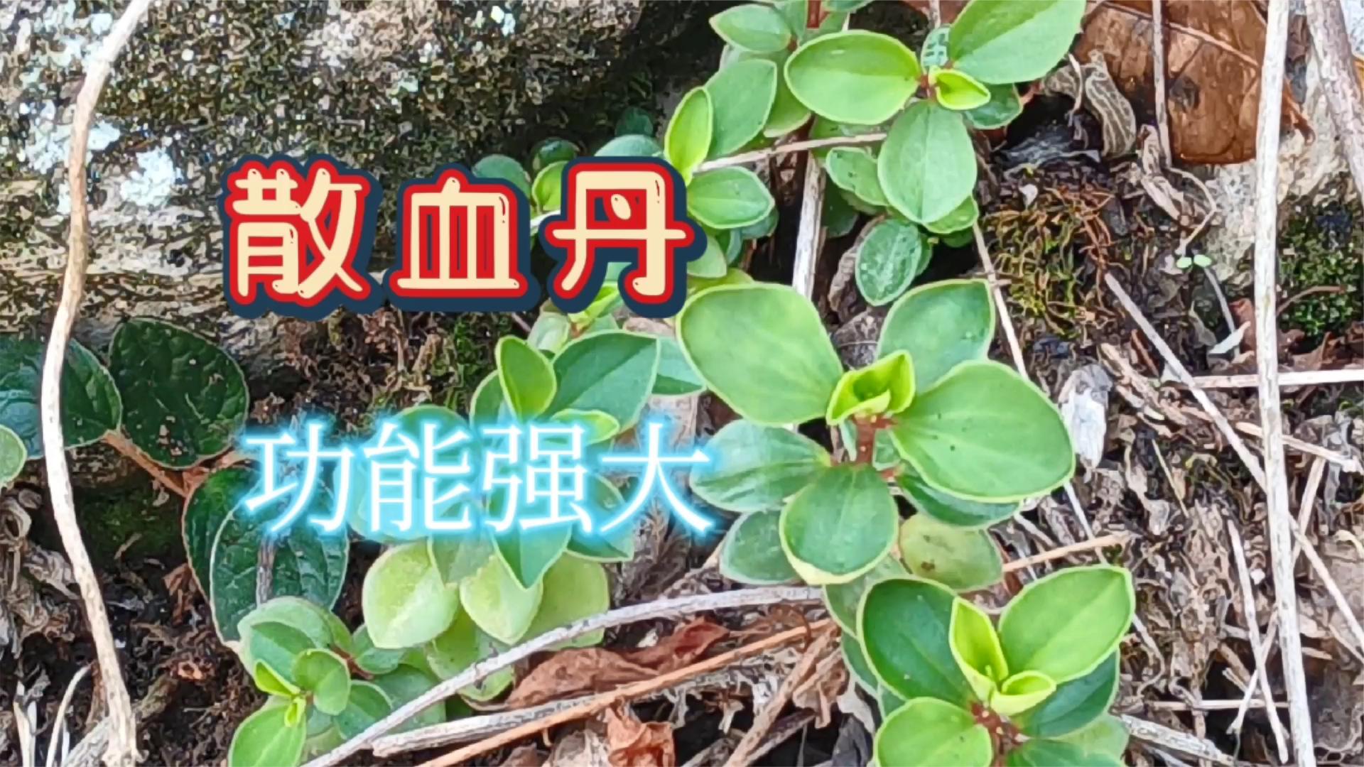 今天终于找到散血丹了,这么珍贵的植物也能让我遇到,感觉好幸福