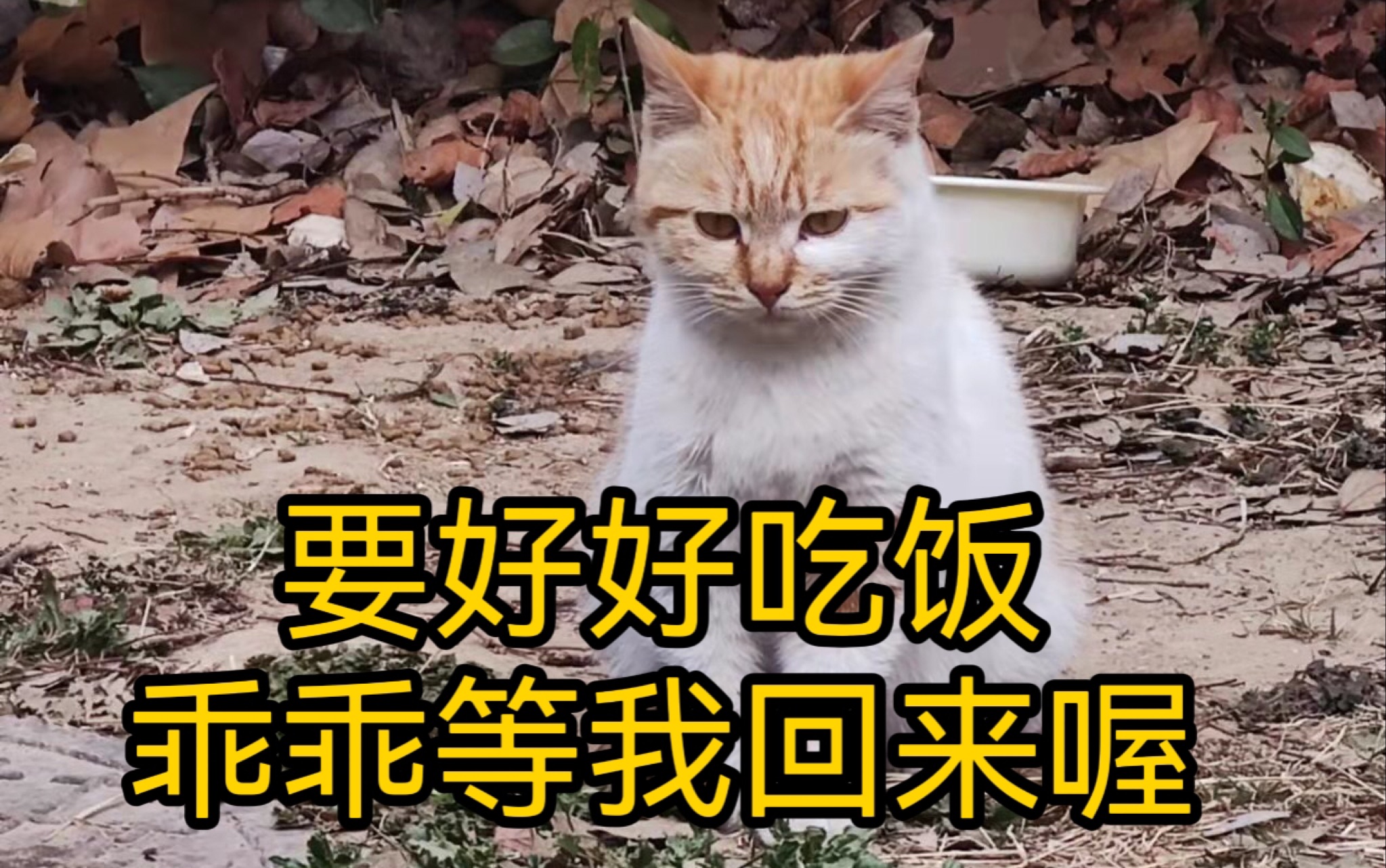 感觉小瘸子心事重重,要好好吃饭,等我回来哦._哔哩哔哩_bilibili