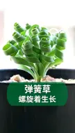 下载视频: 非常有意思的弹簧草，你喜欢吗？#弹簧草#养花#园艺