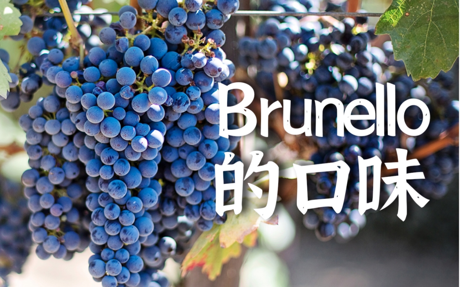 Brunello的口味哔哩哔哩bilibili