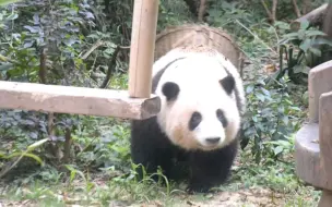 太幸运啦好久没中花盲盒:今日份小鲜花正在玩箩筐，活泼的小团子玩的可嗨了