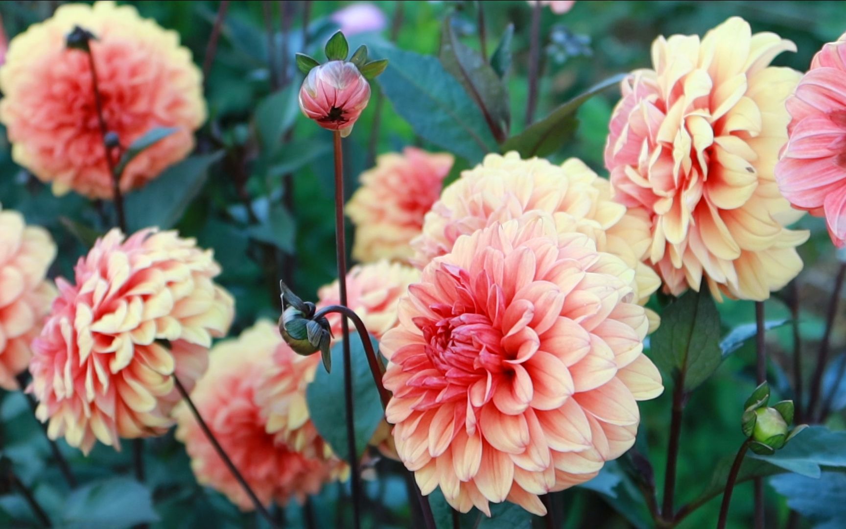 峰叔拍摄日常挨训大丽花满园 送粉丝小苗你爱哪种