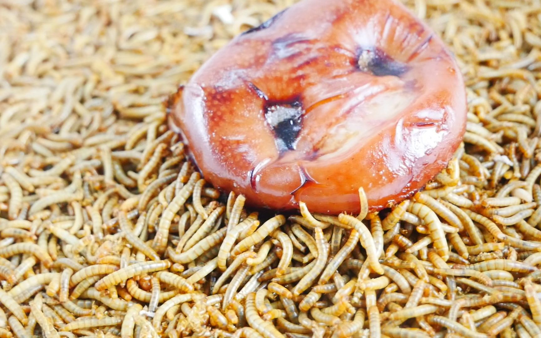 猪鼻子vs10000条面包虫结果很舒爽