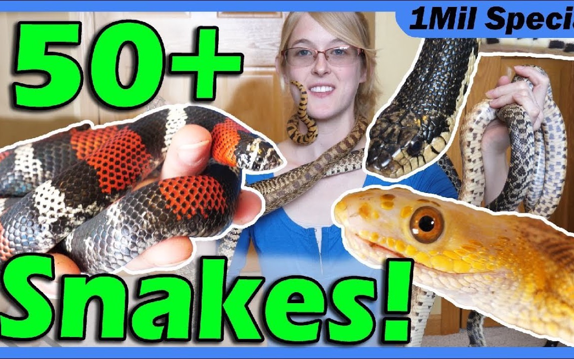 【中字】2019年爬宠之家全景游!(上)Reptile Room Tour 2019!! Meet My Pets!哔哩哔哩bilibili