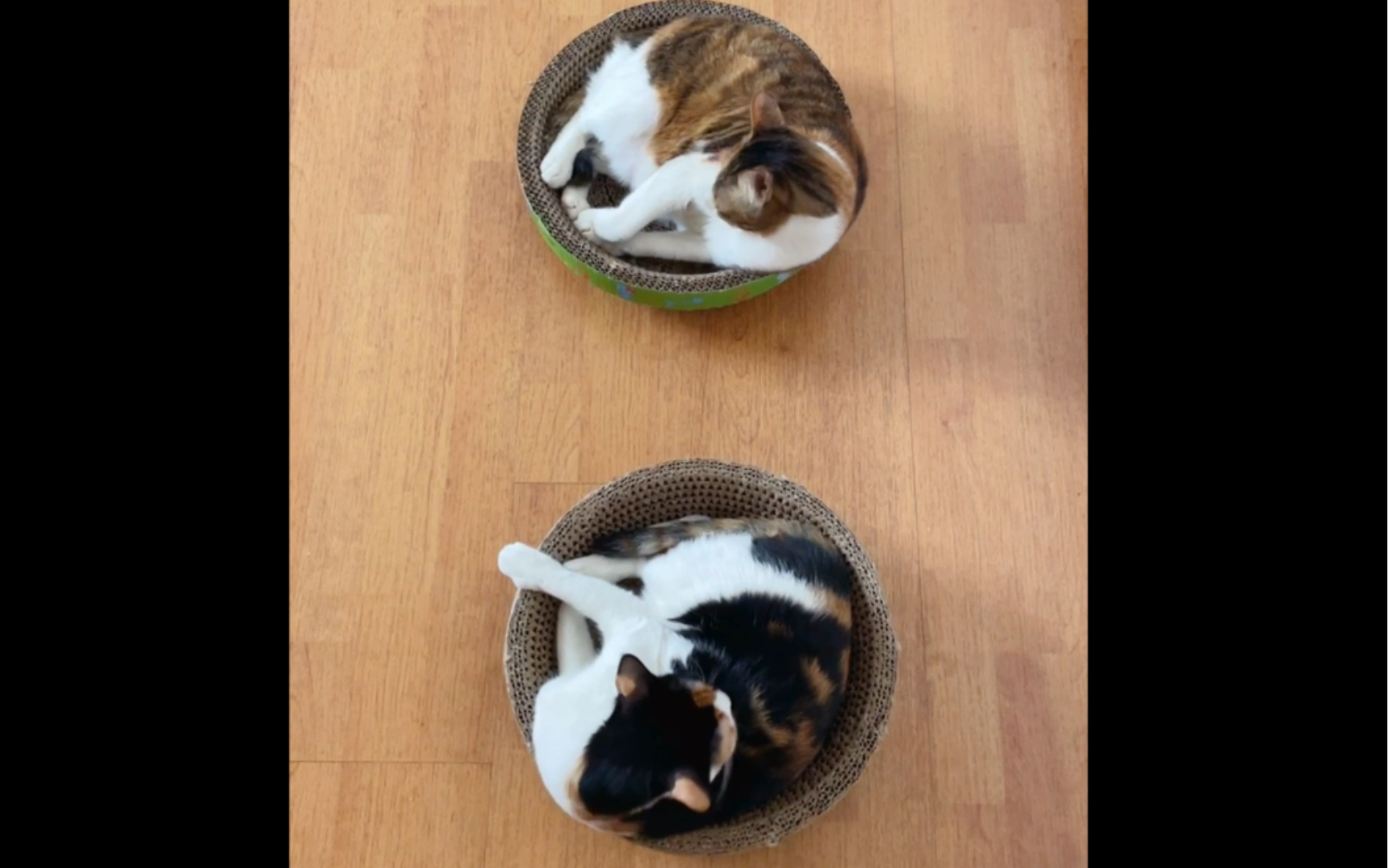 活动作品原来你们是这样的猫咪花生米的睡觉日常后续