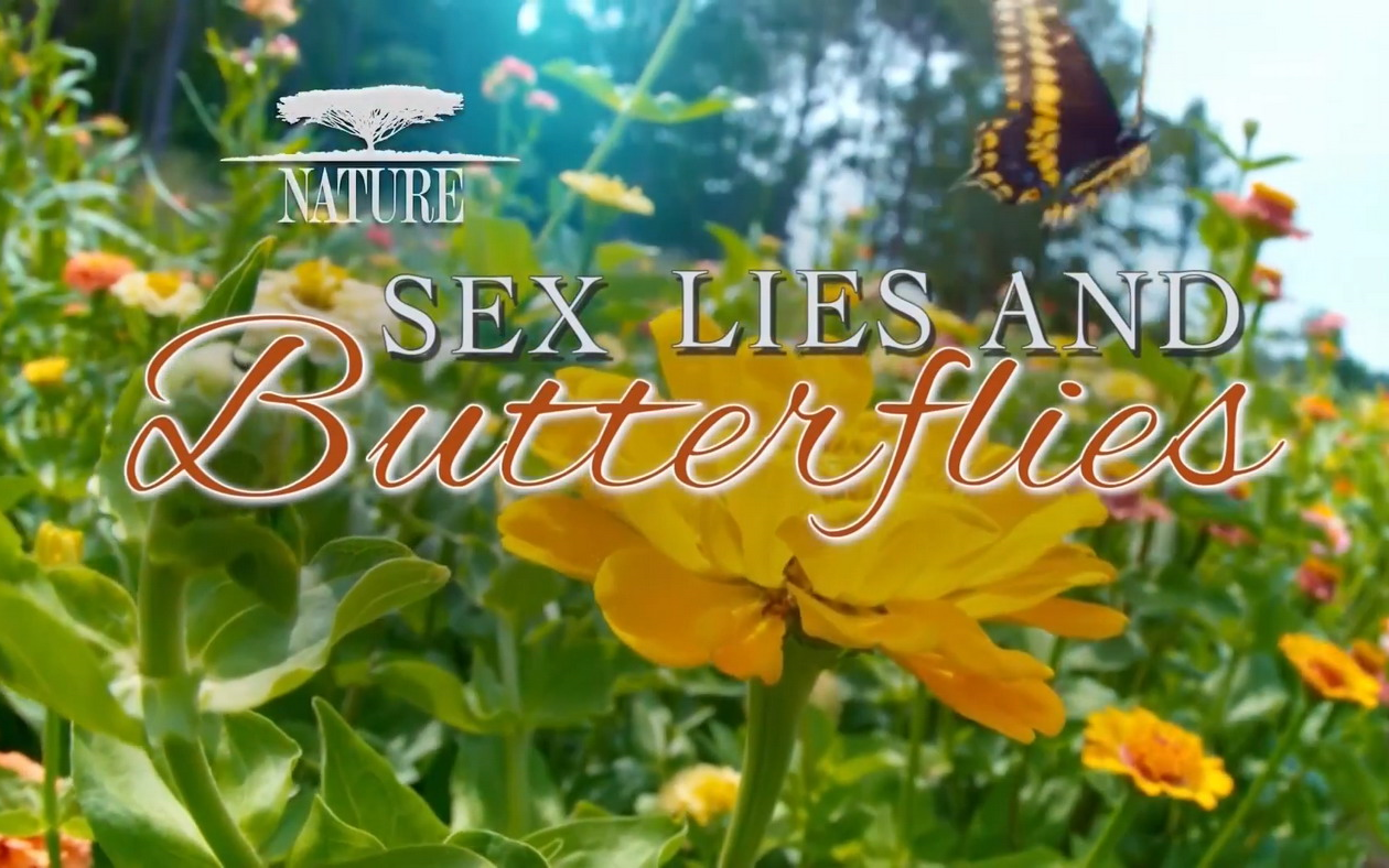 [图]蝶变 Sex, Lies and Butterflies