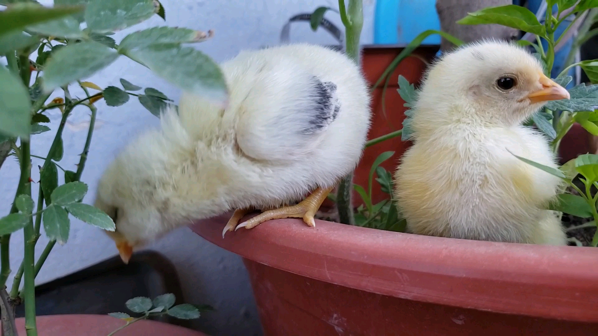 出生五天的小鸡,第一次到阳台晒太阳,对一切都很好奇
