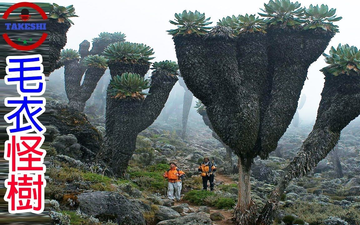 [图][TOP2]数个活在异界的巨大"外星"植物 | 60年只开一次花的"生命之花" | 深山裡穿毛衣的巨大怪物|搬运