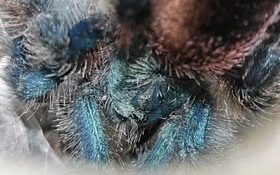 两年了金属粉趾苗也终于长大了