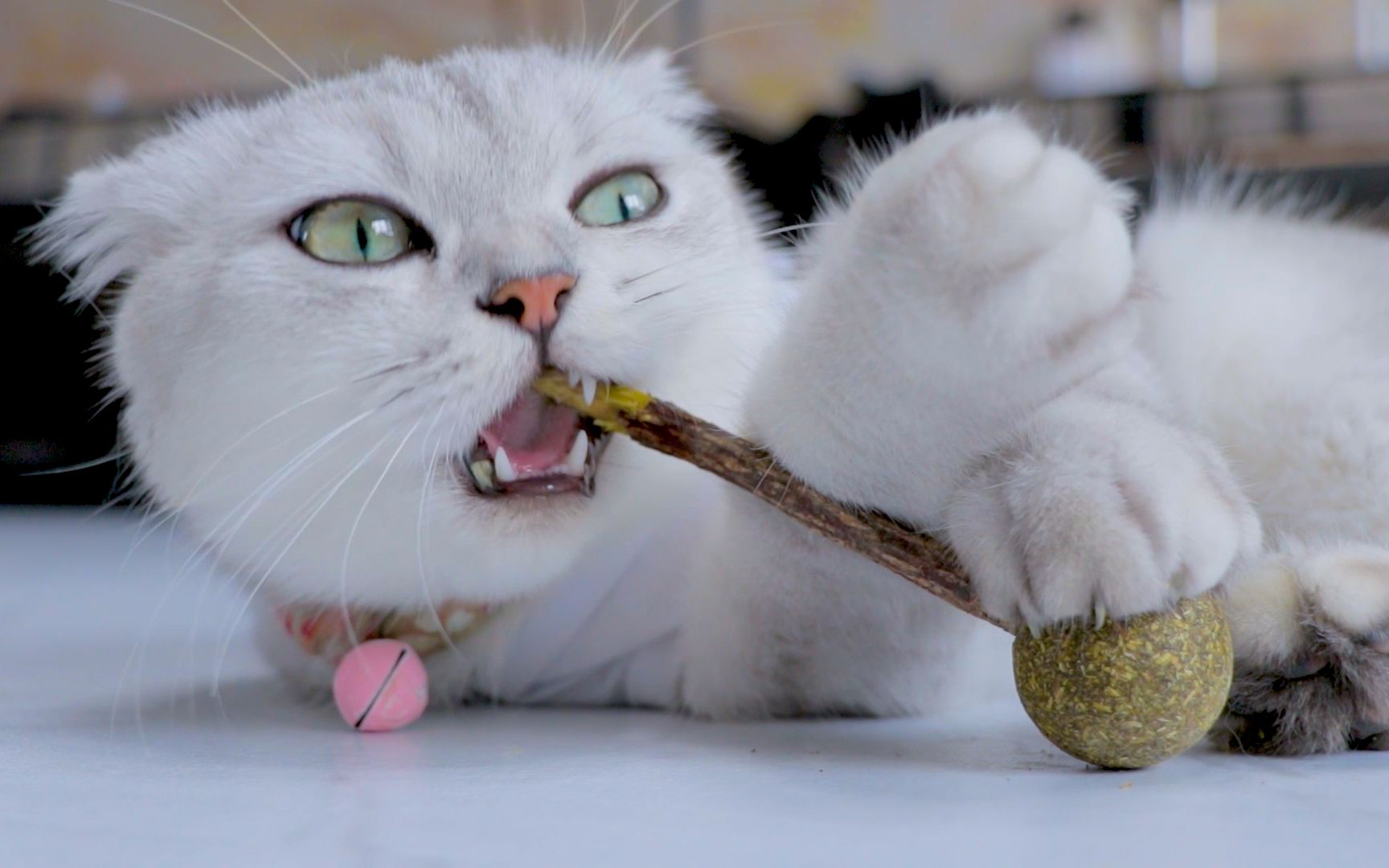 铲屎官给猫咪买了根棒棒糖!猫咪满脸问号:你买根木棍是啥意思?