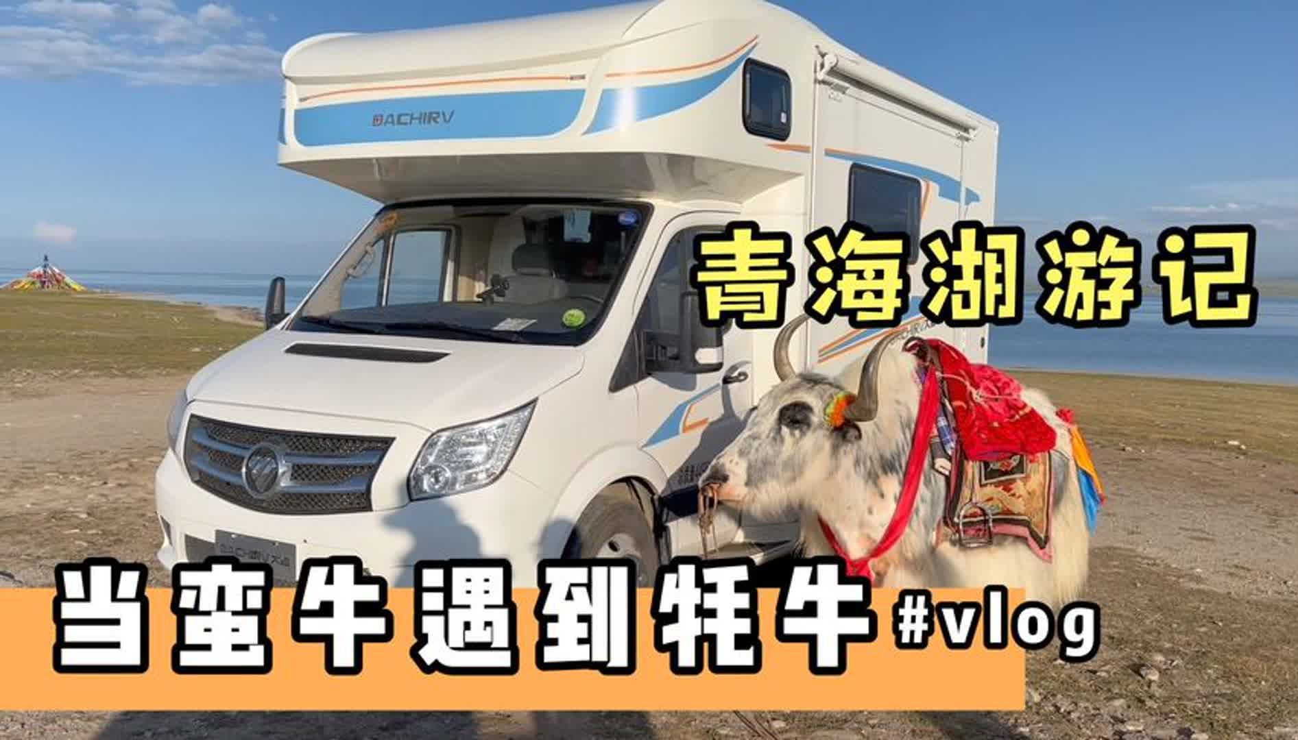 蛮牛房车青海湖游记:这么多牛羊?青海湖让我们看到了暴富的机会