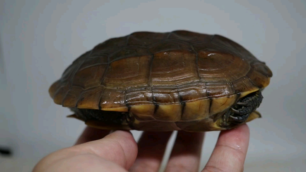 【草龟】锈墨彩出(日常)黄肉靓头纹母草