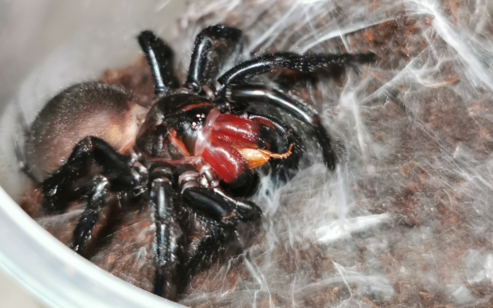 部分产地的红牙大疣蛛的个体捕食小合集(其中跑掉的蟑螂均已抓回,,)