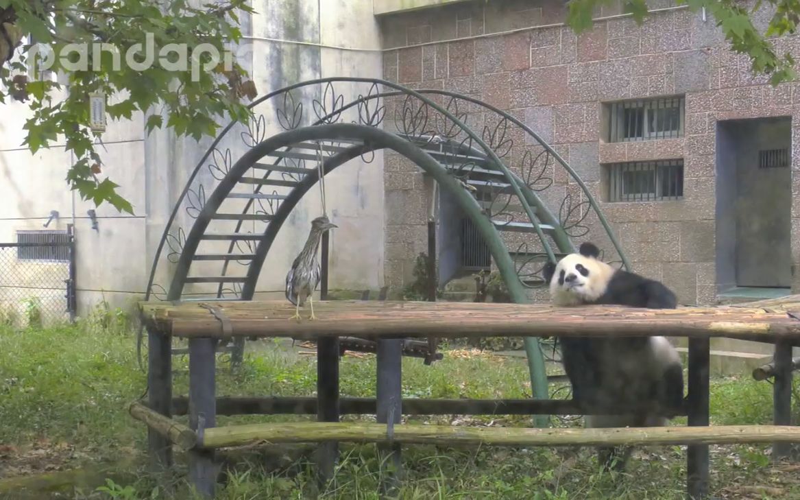 [图]《厉害了，我的熊猫》第30期 走地鸡，我看你是活腻了！