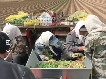 大葱移栽机 秧苗移栽机 大葱栽苗机 大葱种植机 栽大葱 行距株距可调节,有2行4座和2行6座可选.厂家直发,售后无忧哔哩哔哩bilibili