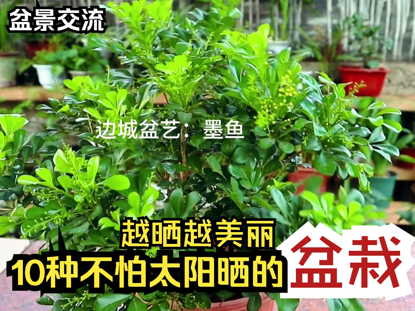 10种不怕太阳晒的盆栽植物,越晒越美丽哔哩哔哩bilibili