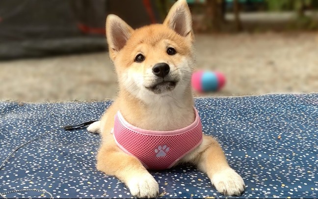 【haribo the shiba】【柴犬】露营vlog_哔哩哔哩 (゜-゜)つロ 干杯