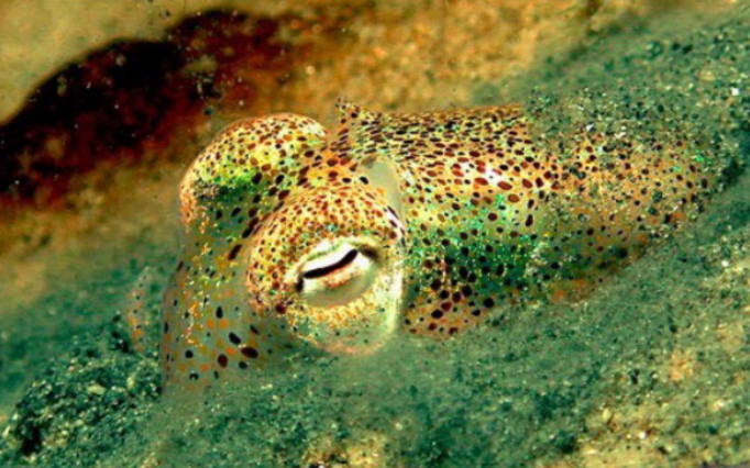 【黄金乌贼】(乌贼开口啦!)黄金萌萌的日常-第三天_哔哩哔哩_bilibili