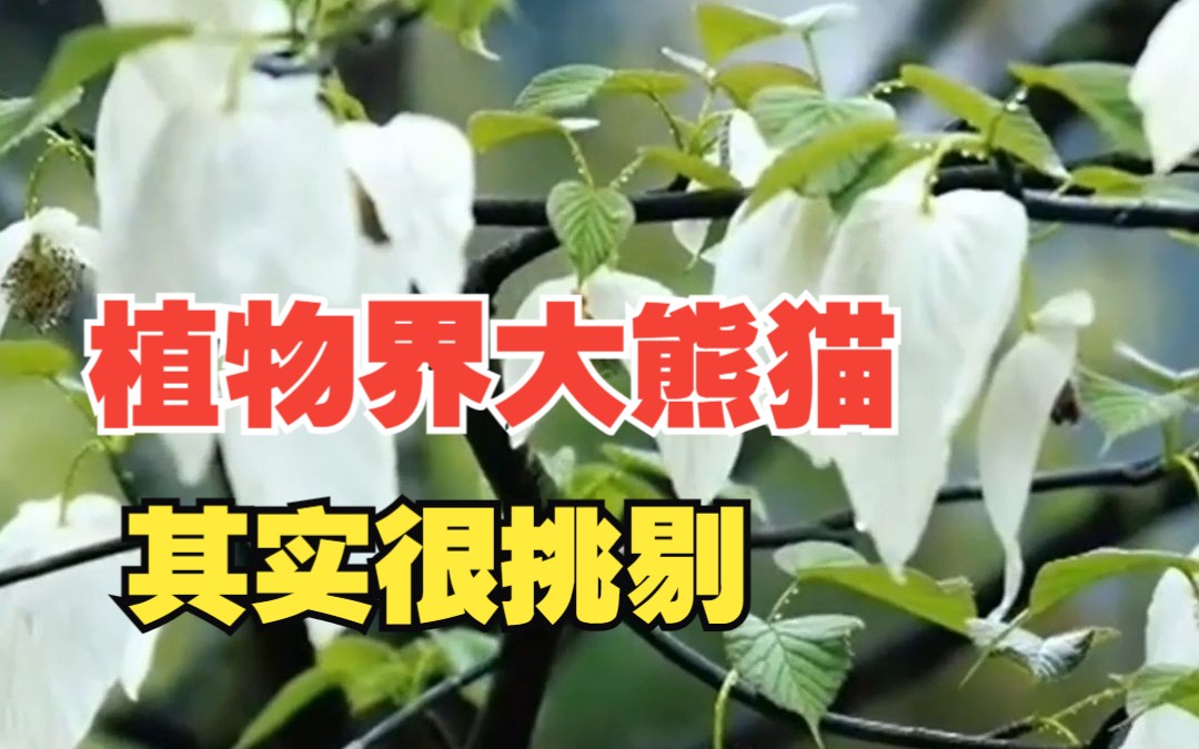 [图]漫山遍野的鸽子花，为什么不适合用于城市绿化？丨太好科了