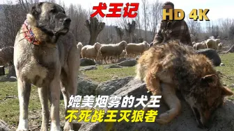 下载视频: 【犬王记】第三集，媲美烟雾的犬王，不死战王灭狼者