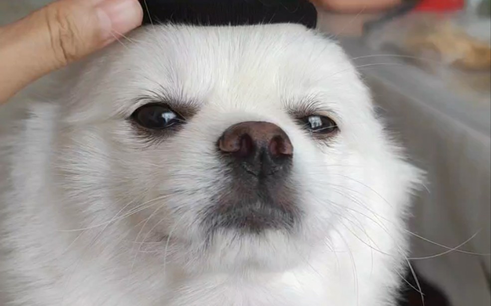 小狗好像不开心